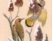 Northern Yellow-shafted Flicker - 威廉·齐默曼